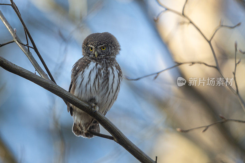 小的欧亚侏儒猫头鹰(Glaucidium passerinum)